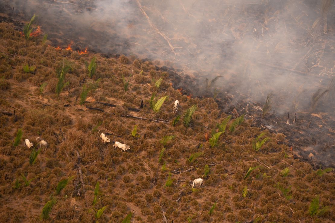 Cattle next to smoke from fires in Lábrea, Amazonas state, in mid-August.
