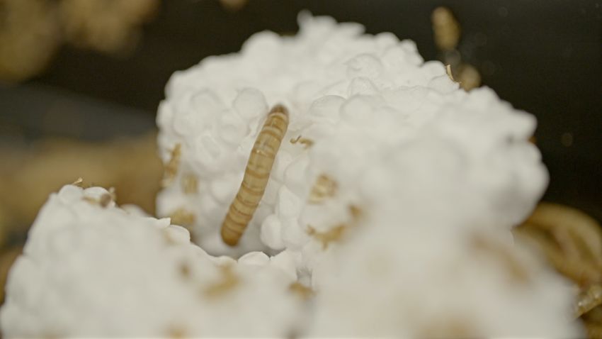 how mealworms eat plastic c2e 1