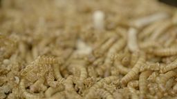 how mealworms eat plastic c2e 2