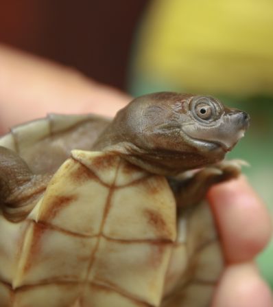 The Myanmar roofed turtle, whose mouth is upturned into a permanent smile, was believed to be extinct until 2001. Found only in Myanmar, its population was decimated by the collection of eggs and live turtles for food and the pet trade.