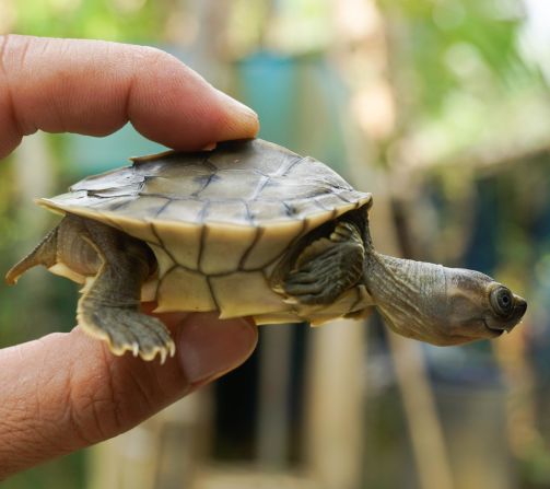 In August 2020, the Wildlife Conservation Society (WCS) and the Turtle Survival Alliance announced they had raised 1,000 of the turtles at a facility in Myanmar, which will soon be released into the wild. The WCS said that the large captive-bred population mean that "the species appears in little danger of biological extinction." 