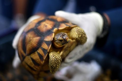 Numbers in the wild rose to around 1,000 individuals in the mid 2000s, but the illegal wildlife trade has decreased numbers to about 500 turtles.<br />Pictured, Malaysian customs officials foiled an attempt to smuggle hundreds of endangered tortoises into the country from Madagascar, in May 2017. 