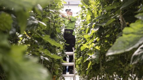 Ty Warner, a Vertical Harvest employee, is tasked with picking and pruning hundreds of the indoor farm's tomato plants.