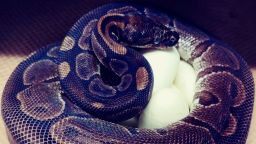 This photo provided by the Saint Louis Zoo shows,a 62-year-old ball python curled up around her eggs July 23, 2020. Experts at the St. Louis Zoo are trying to figure out how a 62-year-old ball python laid seven eggs despite not being near a male python for at least two decades. (Chawna Schuette/Saint Louis Zoo via AP)