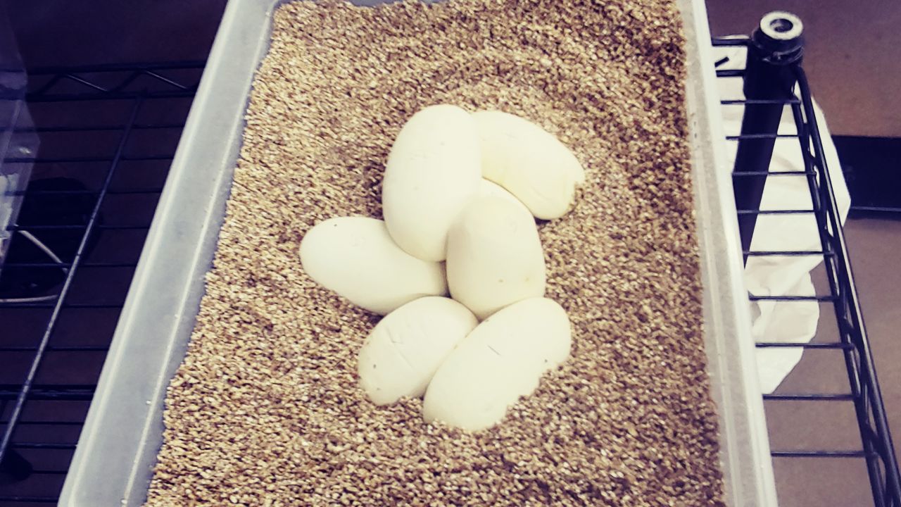 01 st louis zoo python eggs