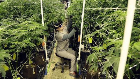 In this Friday, March 22, 2019 photo, Heather Randazzo, a grow employee at Compassionate Care Foundation's medical marijuana dispensary, trims leaves off marijuana plants in the company's grow house in Egg Harbor Township, New Jersey. A ballot initiative to legalize recreational cannabis is going before New Jersey voters this November.  (AP Photo/Julio Cortez)