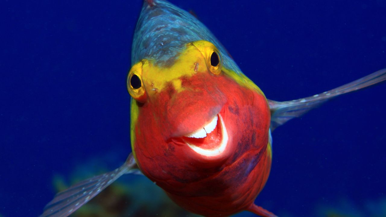 A Mediterranean parrotfish appears to smile in El Hierro, Canary Islands. 