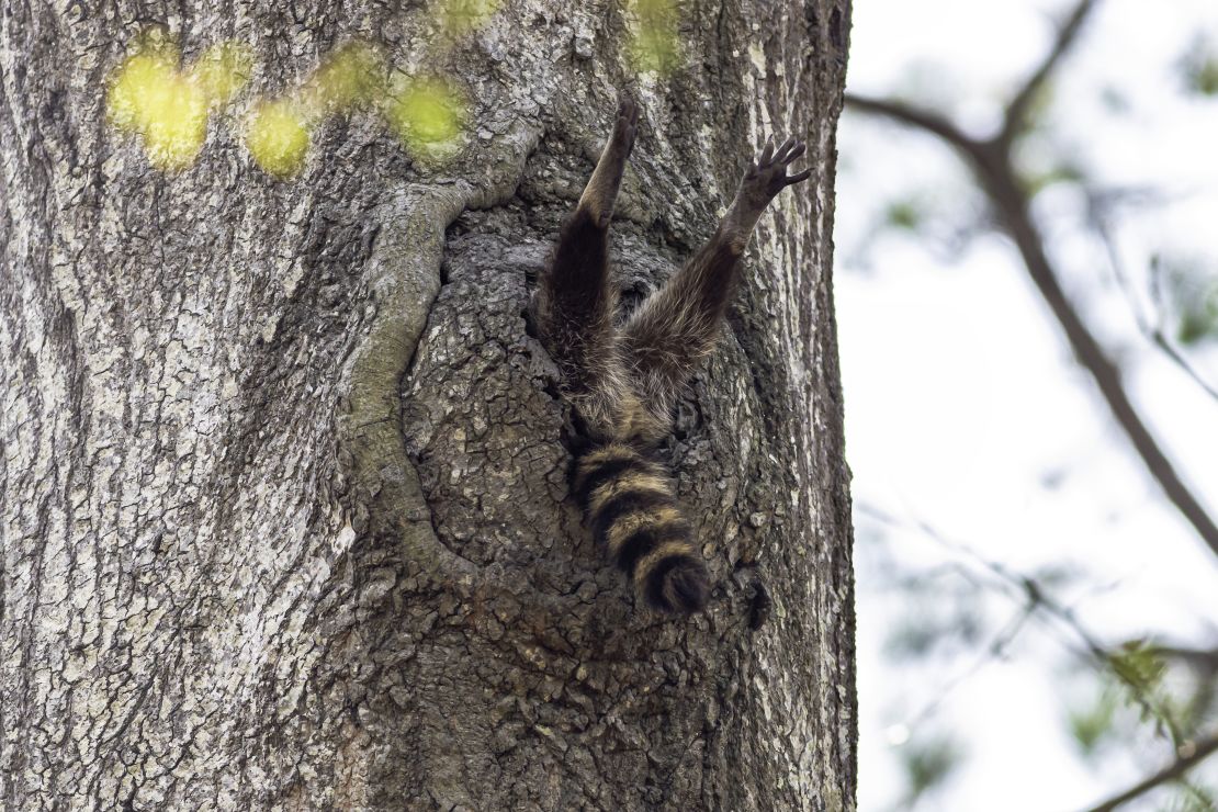 A raccoon's legs and tail poke out of a tree in Newport News, Virginia, US. 