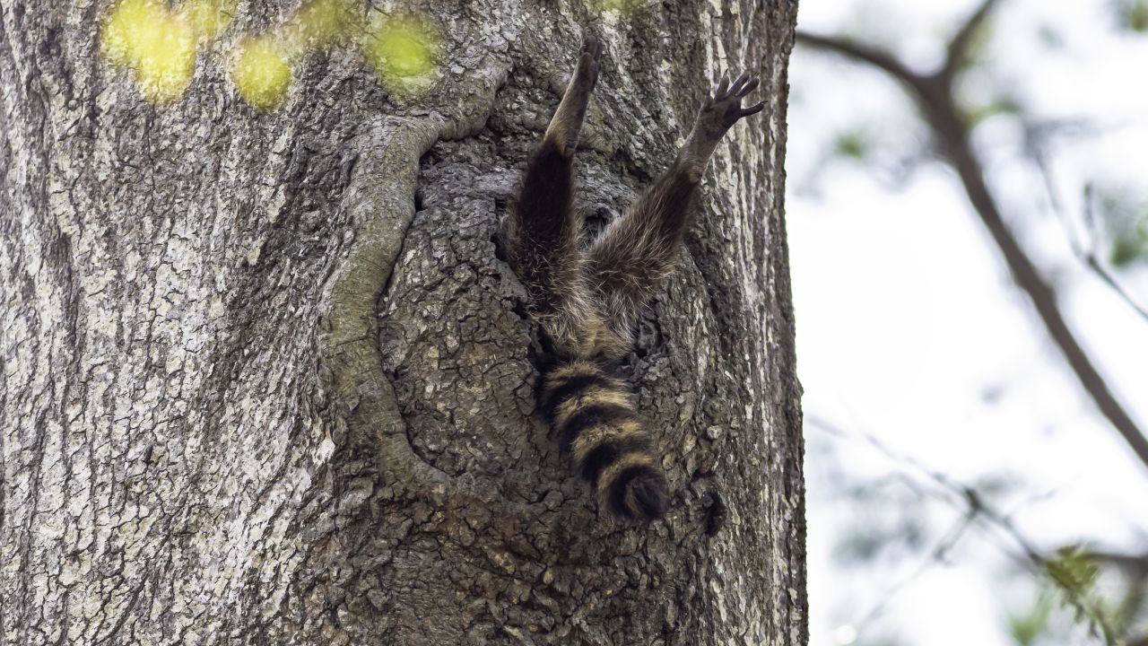 A raccoon's legs and tail poke out of a tree in Newport News, Virginia, US.