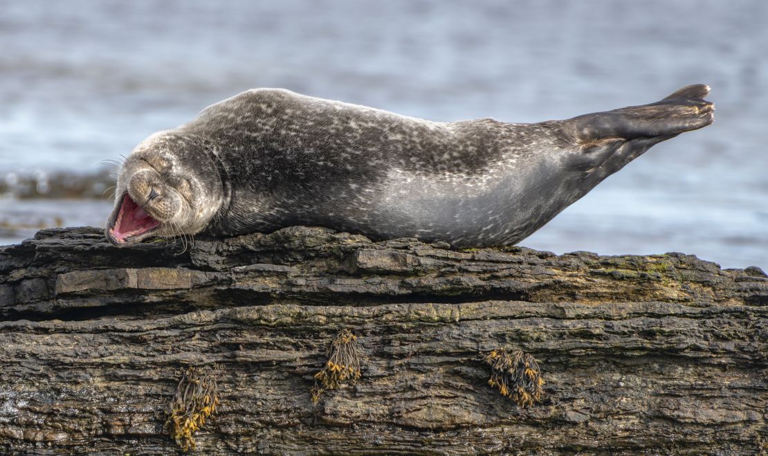 A young common seal looks as if it is enjoying itself in Caithness, Scotland. 