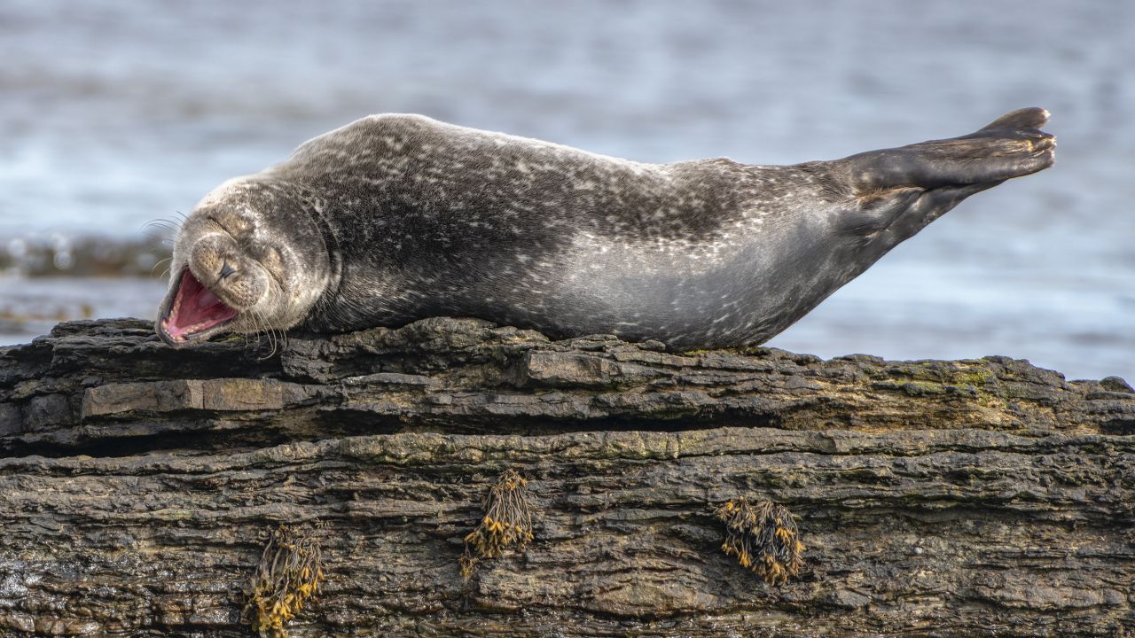 A young common seal looks as if it is enjoying itself in Caithness, Scotland. 