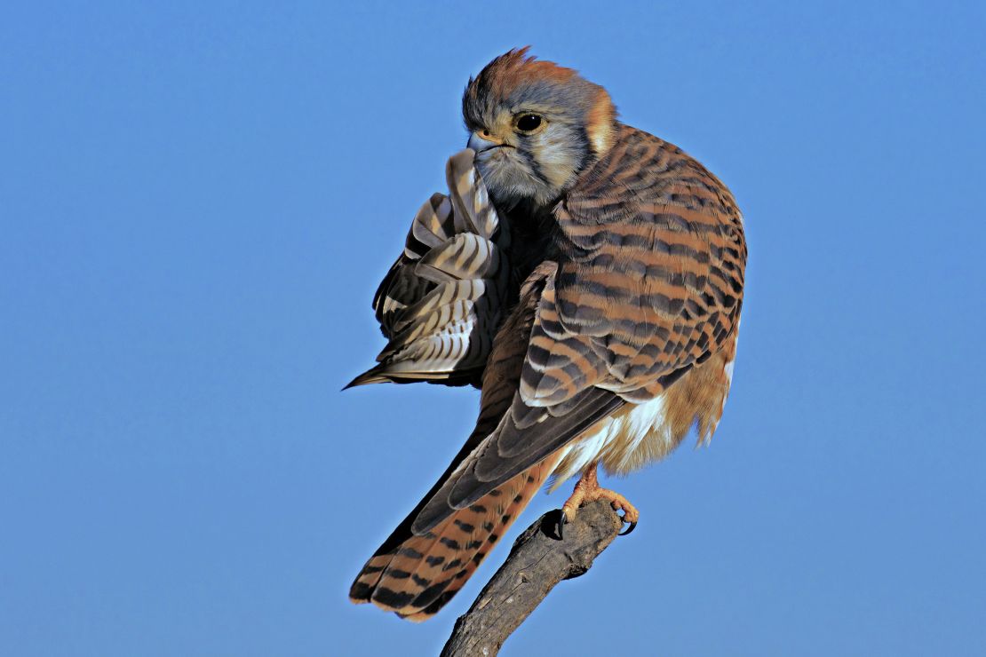 A kestrel takes a break from chasing dragonflies on Huntington Beach, California. 