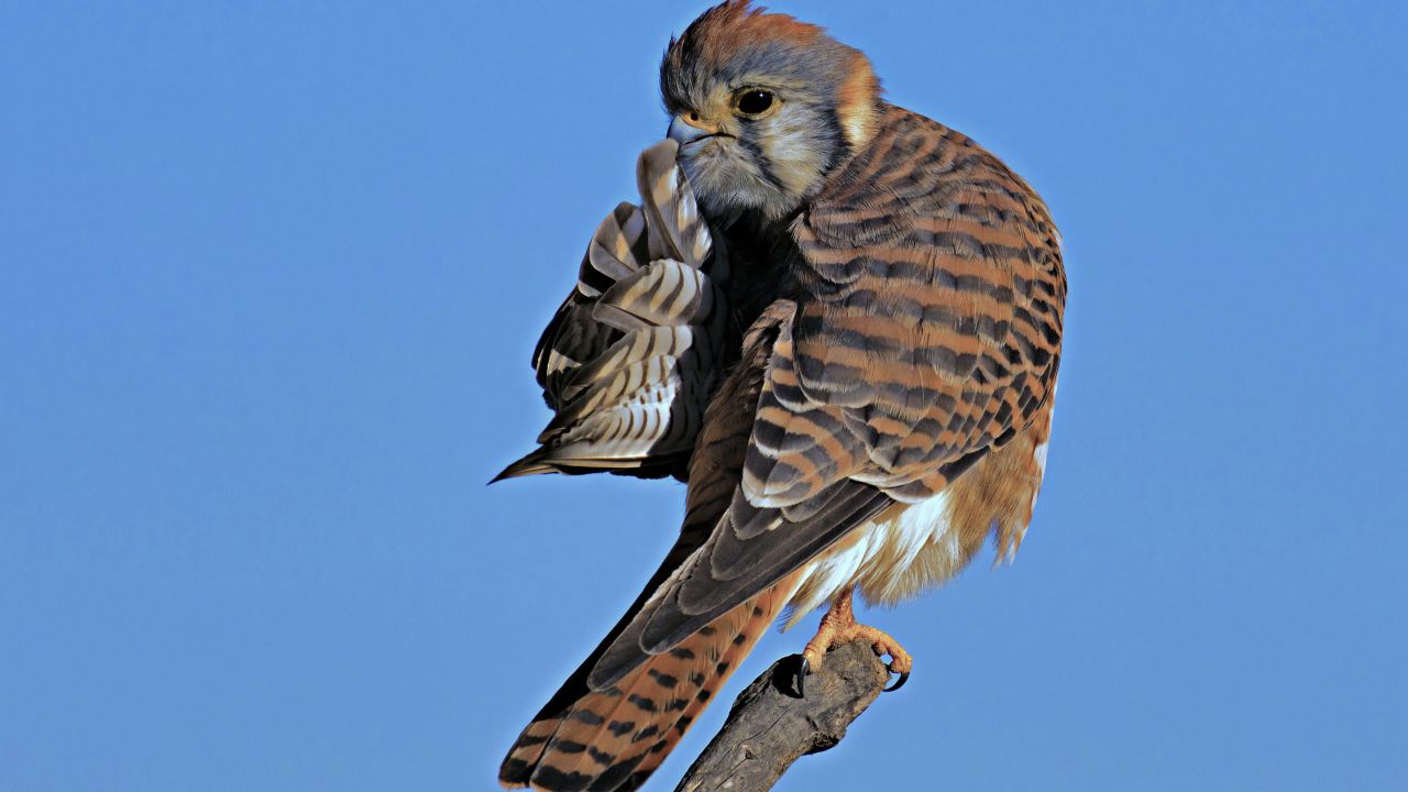 A kestrel takes a break from chasing dragonflies on Huntington Beach, California.