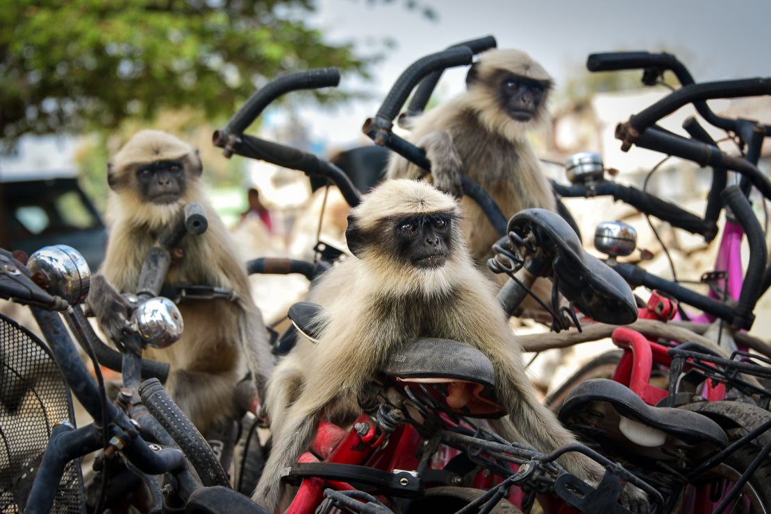 Langurs play together on some bicycles in Hampi, India. 