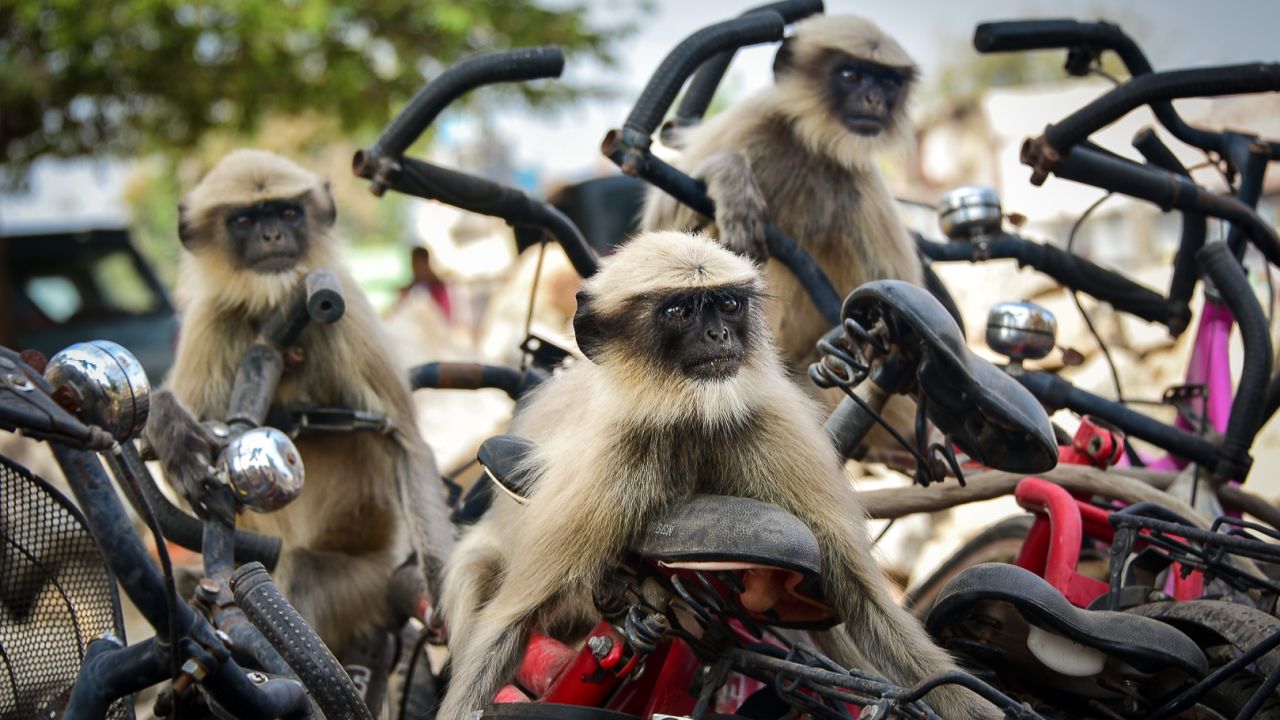 Langurs play together on some bicycles in Hampi, India. 