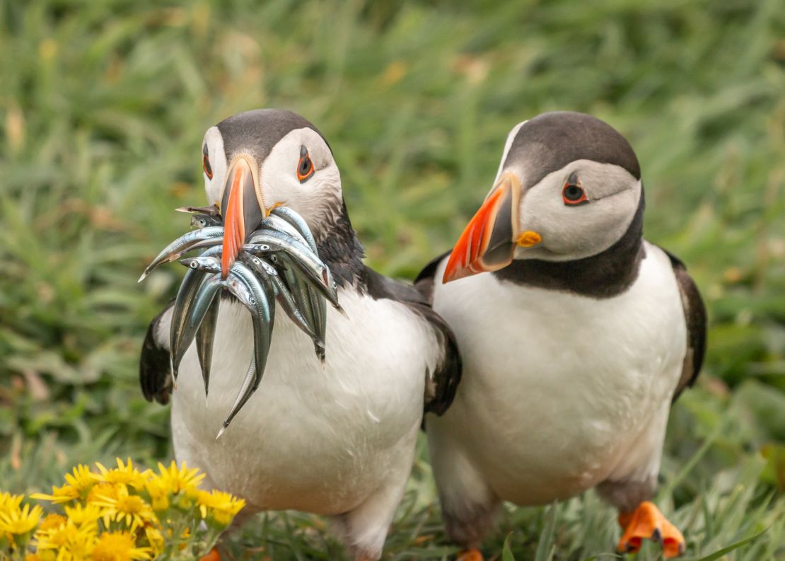 One Atlantic puffin seems to have had a successful time hunting for fish in Scotland, UK. 