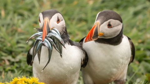 One Atlantic puffin seems to have had a successful time hunting for fish in Scotland, UK. 