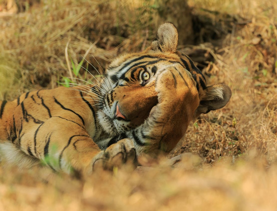 A Royal Bengal tiger plays "peekaboo" in Ranthambhor National Park, India.