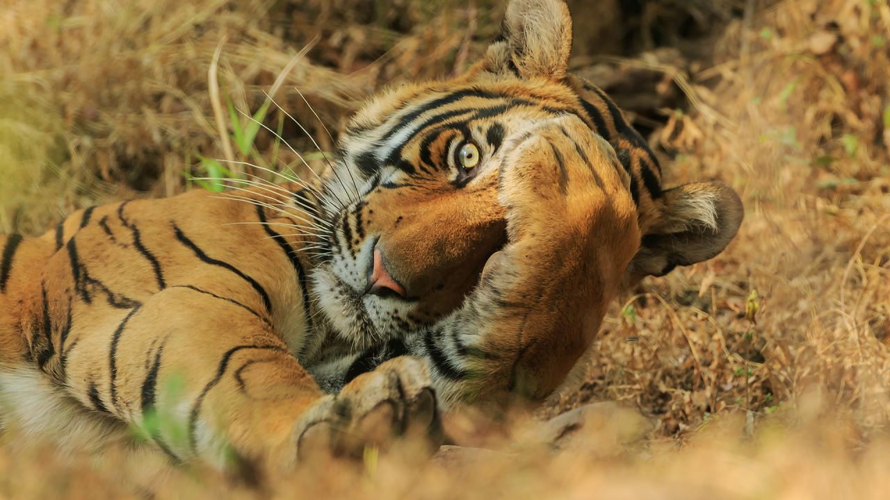 A Royal Bengal tiger plays "peekaboo" in Ranthambhor National Park, India.