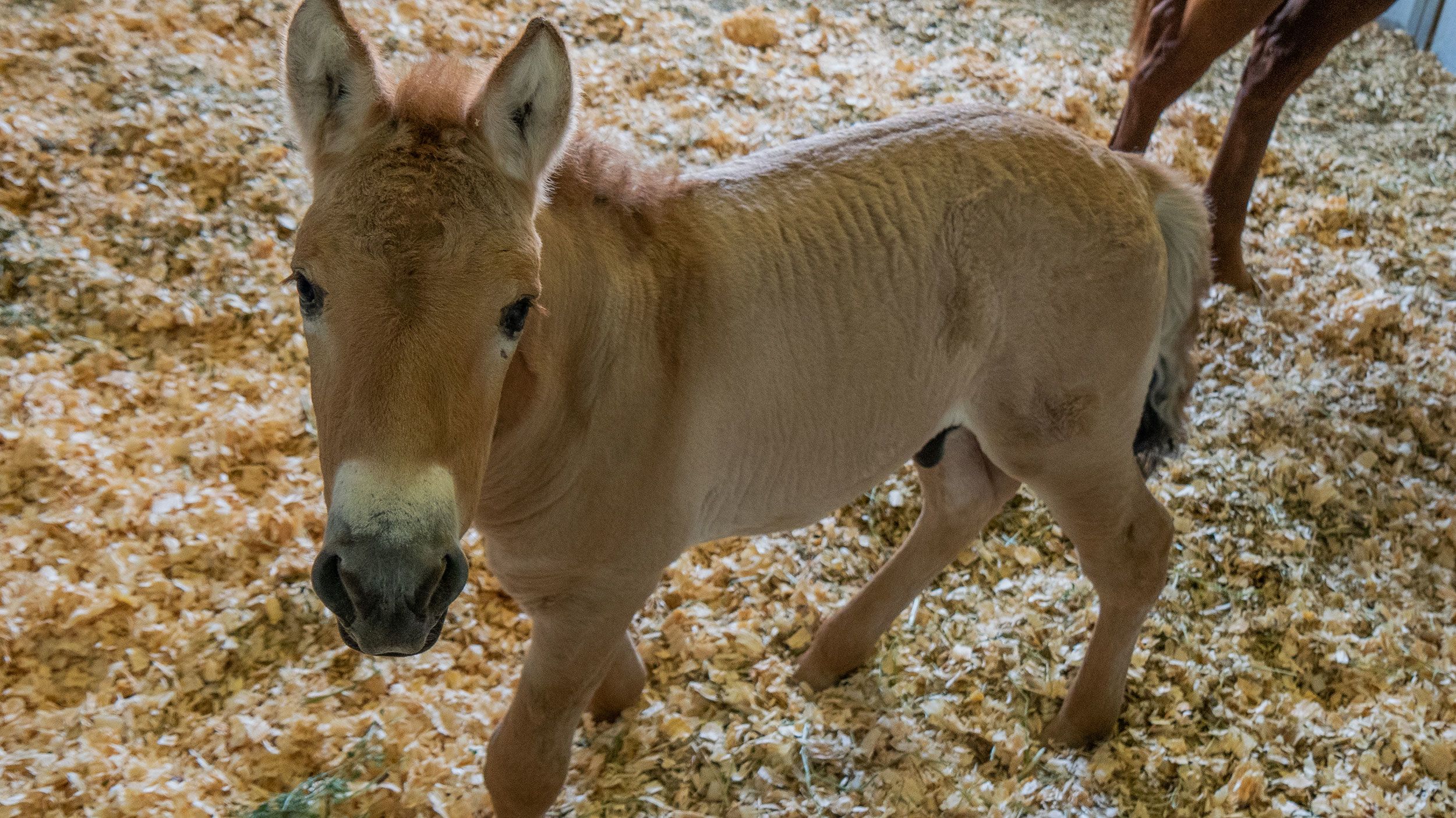 Przewalski's horse: Cloned colt could help preserve this endangered animal  | CNN