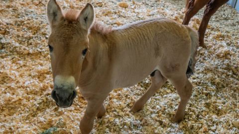 Scientists recently <a href="https://edition.cnn.com/2020/09/12/us/cloned-przewalskis-horse-trnd/index.html" target="_blank">cloned a Przewalski's horse </a>for the first time. The cloned colt was born at a Texas veterinary facility August 6 to a domestic surrogate mother, according to San Diego Zoo officials. The foal, named Kurt, will be moved to the San Diego Zoo Safari Park when he is older, to be integrated into a breeding program.