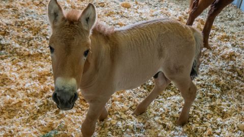 Przewalski's foal, shown in Texas, will be moved to San Diego Zoo Safari Park when he's older.