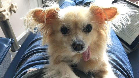 The Garretts' old therapy dog Karma, who passed away.