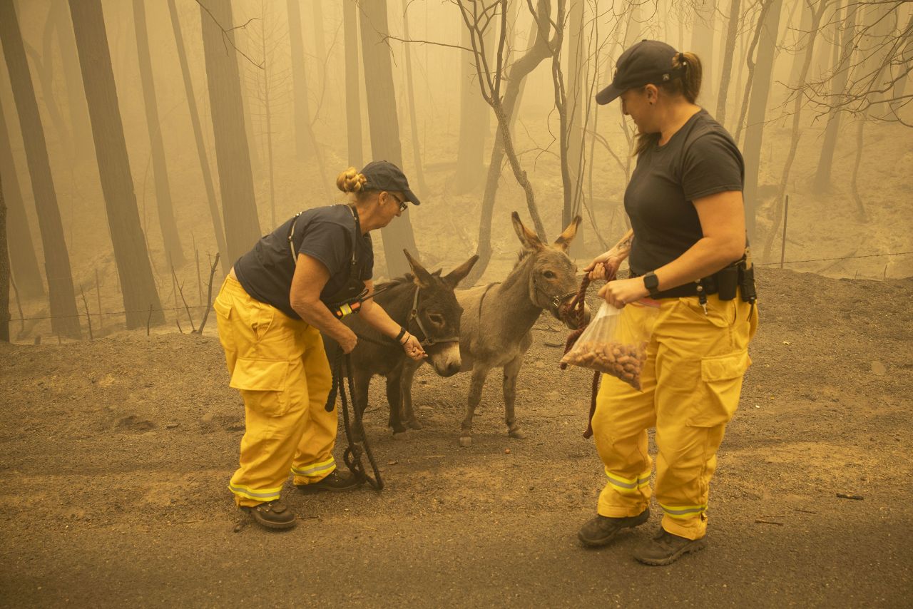 North Valley Disaster Group member Kari Zeitler and Butte County Animal Control officer Linda Newman bridle up two donkeys wandering along a roadside in Berry Creek, California, on September 11. The donkeys were displaced by the Bear Fire.