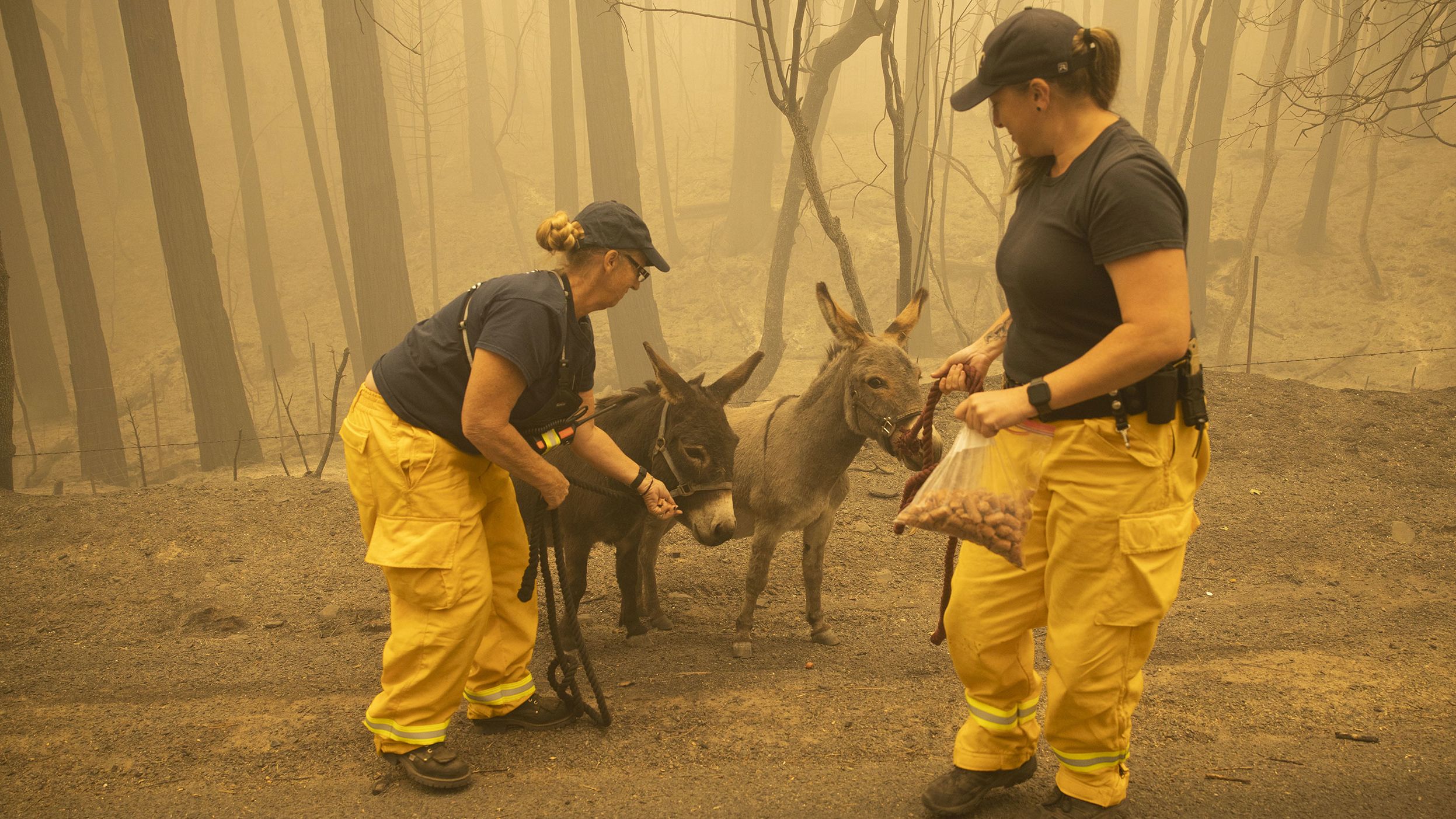 North Valley Disaster Group member Kari Zeitler and Butte County Animal Control officer Linda Newman bridle up two donkeys wandering along a roadside in Berry Creek, California, on September 11, 2020. The donkeys were displaced by the Bear Fire.