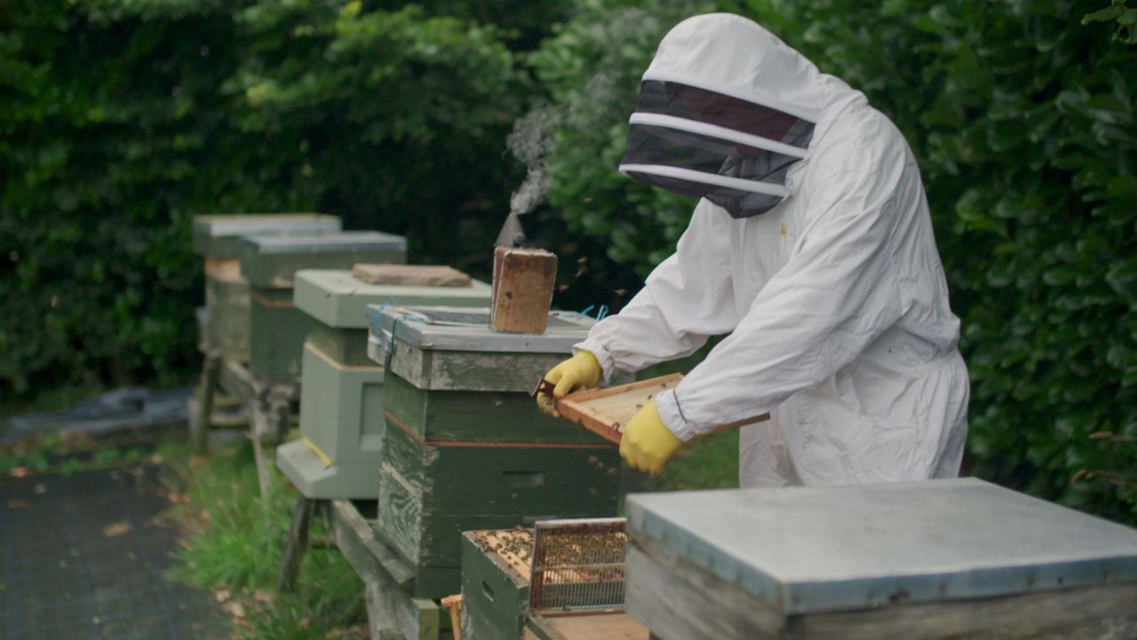 Beekeeper Simon Lynch inspects his hive