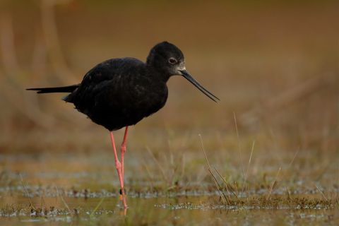 The Black stilt is a wading bird found only in New Zealand. Known as the kakī in Maori, it once ranged across the North and South islands but like the kakapo, it is a victim of predators introduced to the country, including stoats, ferrets and rats. In 1981, their numbers had fallen to just 23 adult birds. 