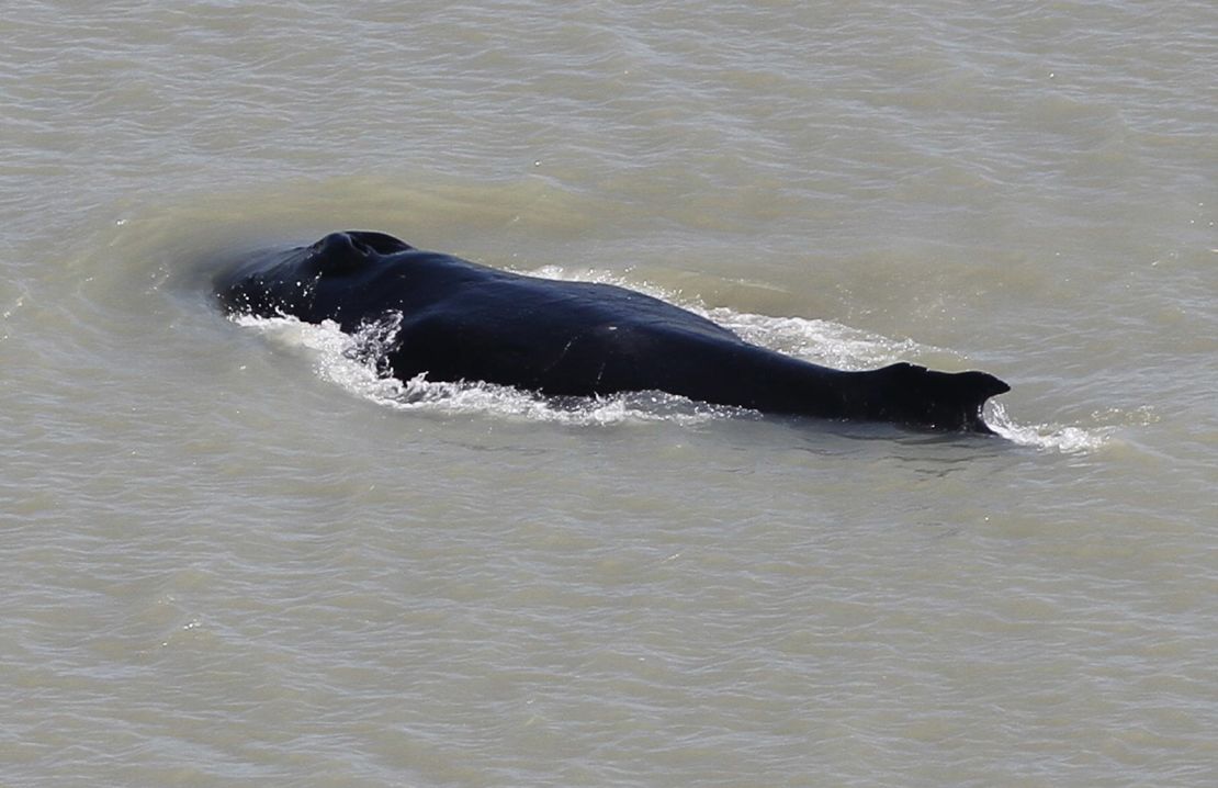 Three whales were first seen in the river, but experts believe only one remains.