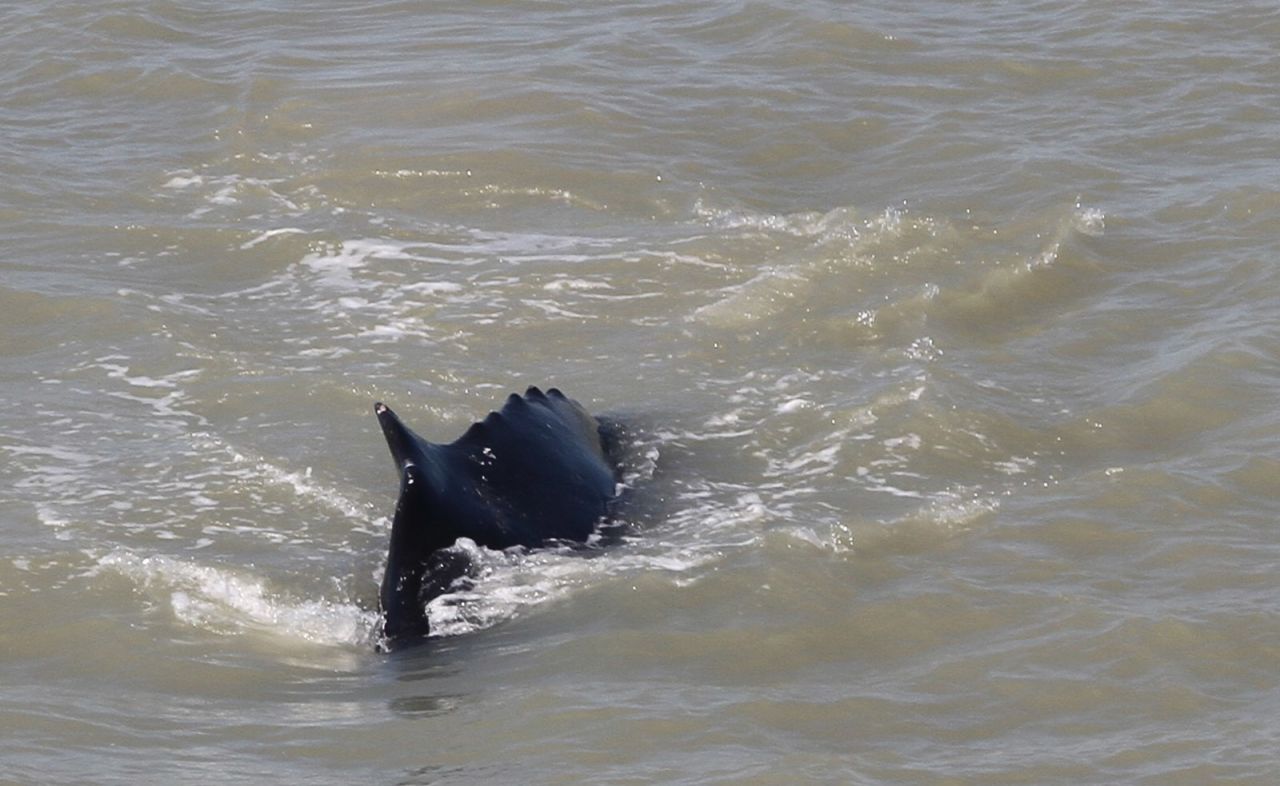 An exclusion zone was put in place in Kakadu National Park, after three humpback whales entered the East Alligator River in Australia's Northern Territory.