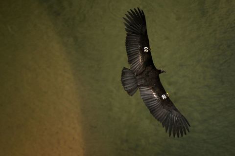 Famed for its 3-meter wingspan, the condor's fortunes were revived by the breeding efforts of San Diego Zoo, and others, including the The Peregrine Fund.