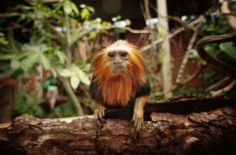 Captive breeding -- where endangered animals in zoos or other facilities are encouraged to reproduce, with the aim of releasing the offspring -- has been credited for saving a number species from extinction in the wild. Pictured, a golden lion tamarin at ZSL London Zoo.