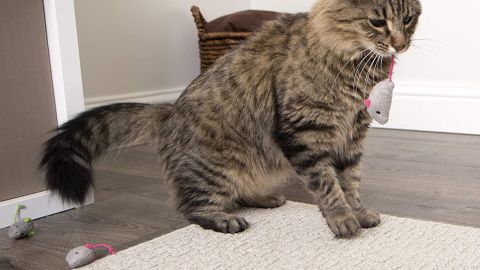 SmartyKat Catnip Cat Toys