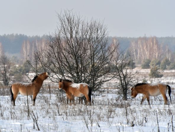 Captive-bred Przewalski's horses have since been released in Mongolia, China and Kazakhstan. These horses live in the Chernobyl Exclusion Zone.