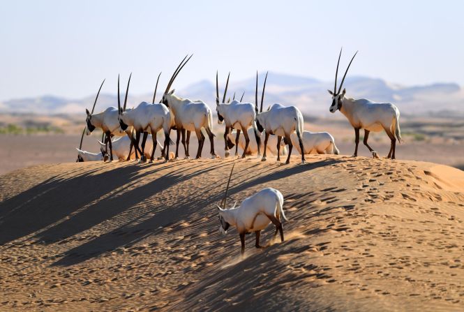 The oryx has been reintroduced to Saudi Arabia, Jordan and the United Arab Emirates.