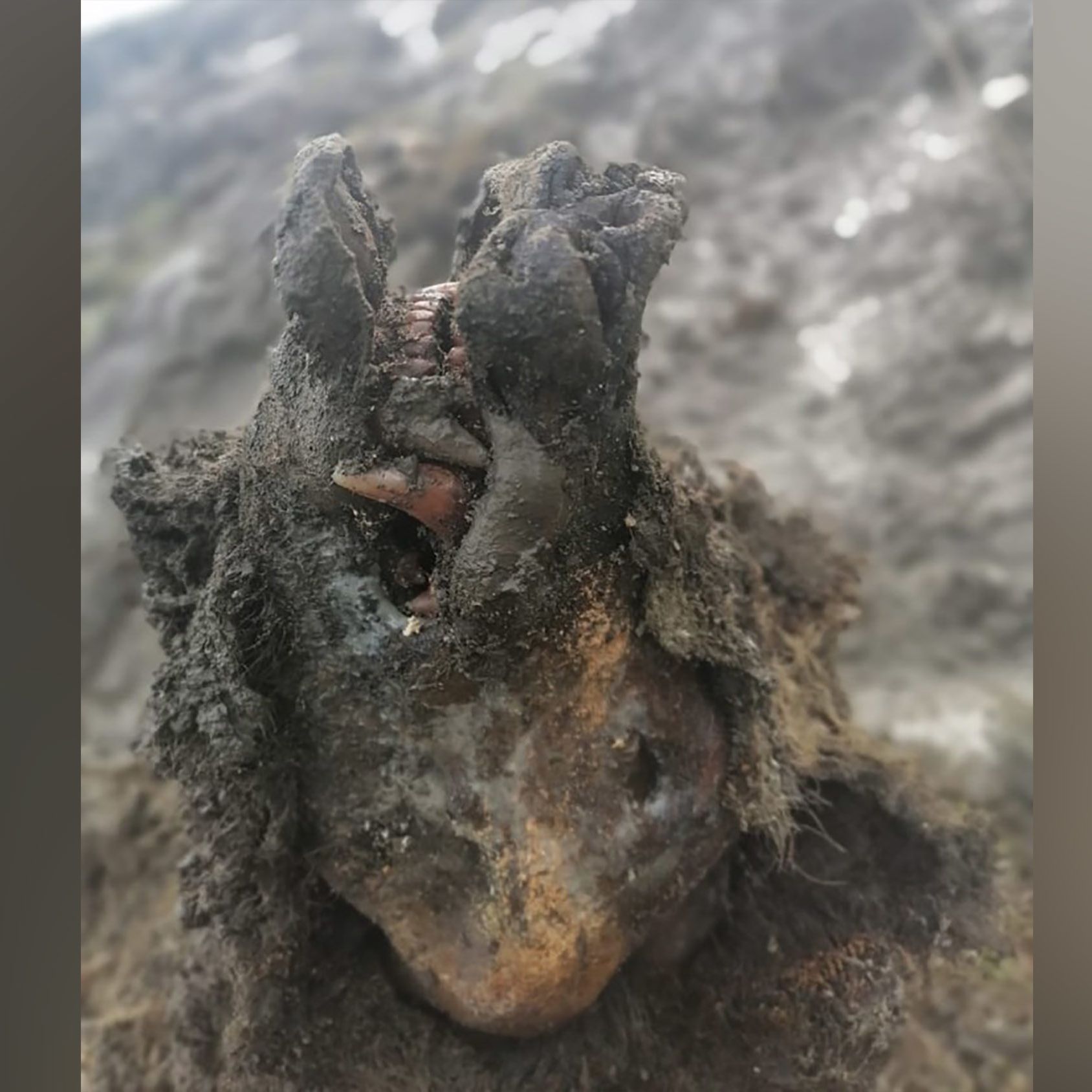 Ice Age cave bear remains found perfectly preserved in Russia ...
