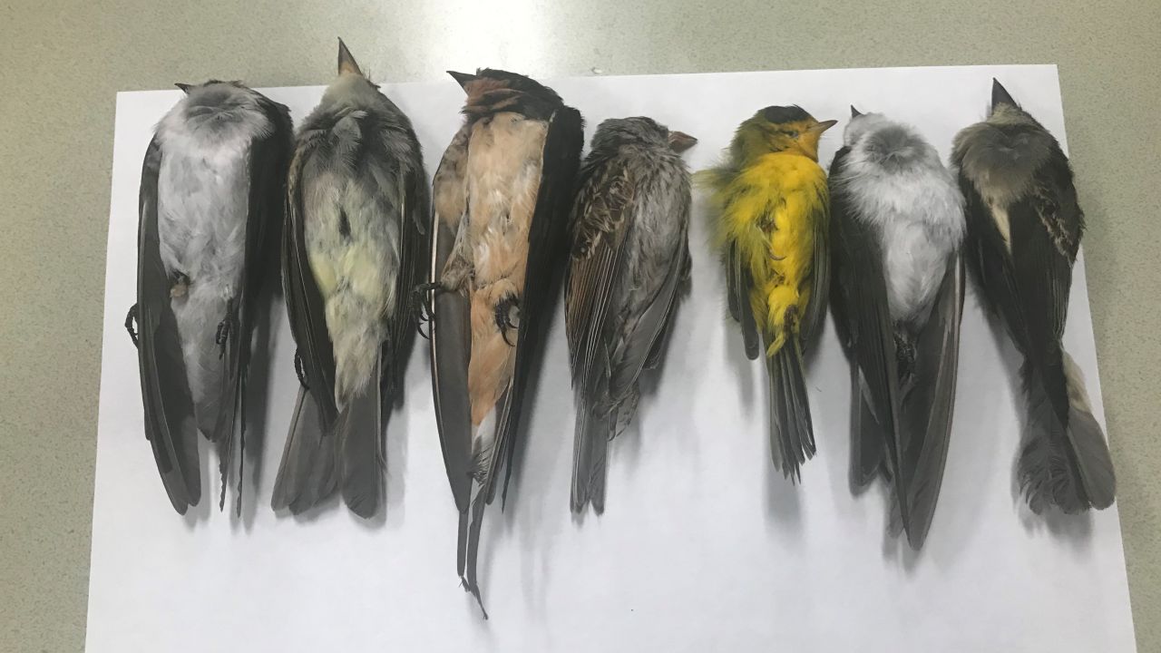 The number of dead birds is in the six figures, a university biologist says.