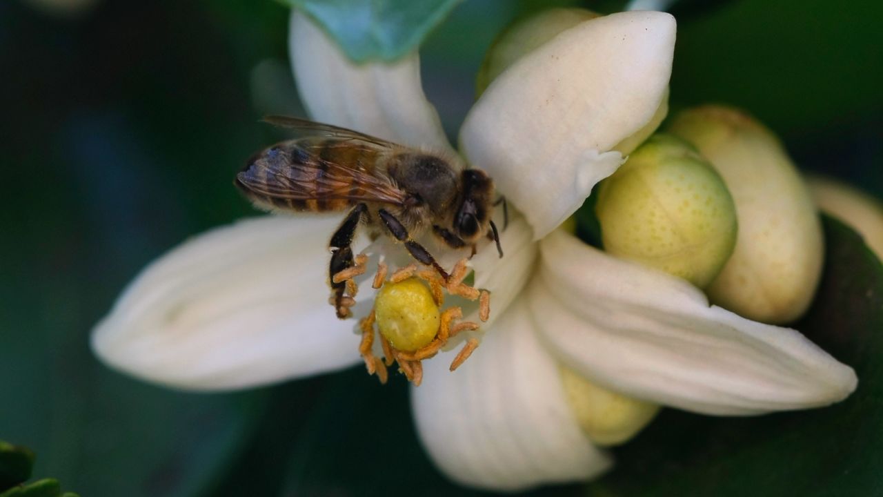 MOSHAV ADANIM, ISRAEL - MARCH 26: A honeybee pollinates a flower in a citrus grove just coming into blossom at the start of spring March 26, 2009 in Moshav Adanim in central Israel. Honey bee pollination is essential to the success of a farmer's crops. In a single day, each bee from a hive which houses thousands of the insects can make ten or more trips from the hive, visiting several thousand flowers. (Photo by David Silverman/Getty Images)