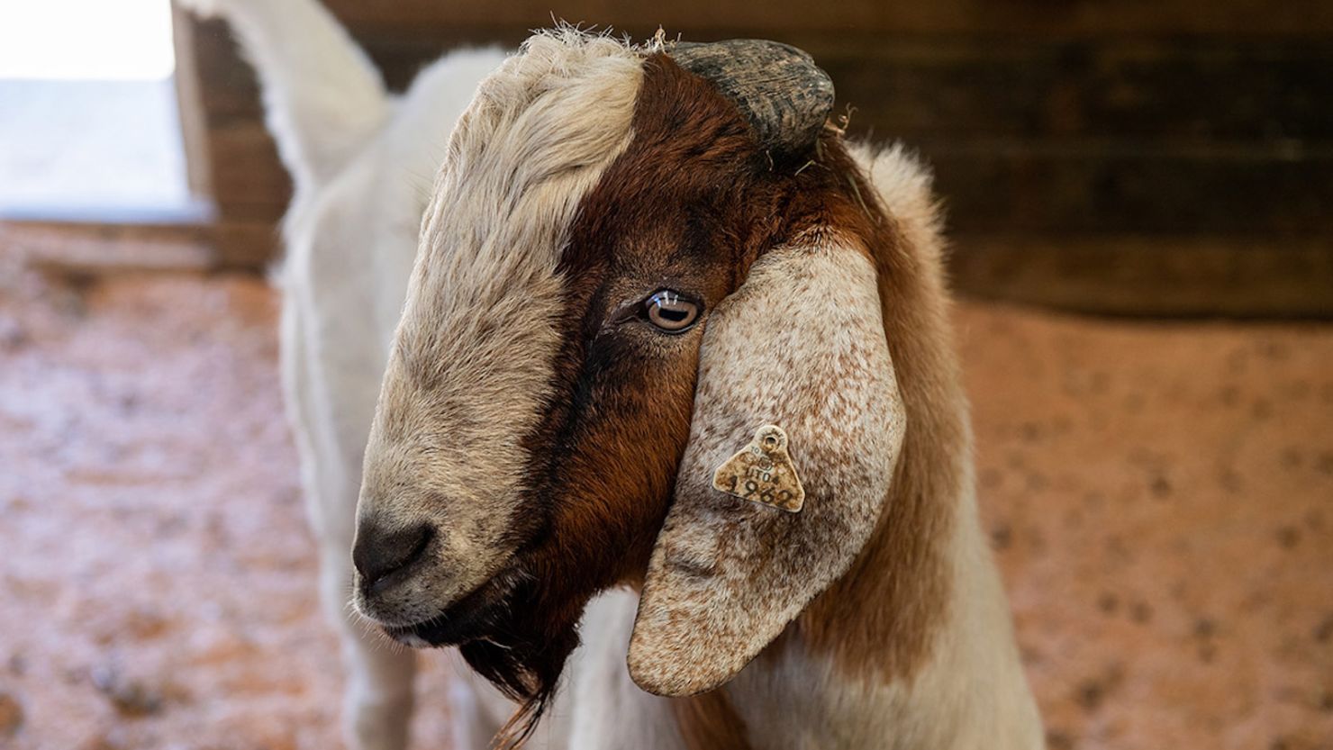 One of the "surrogate sire" goats on the Washington State University Pullman campus, photographed in August 2020.
