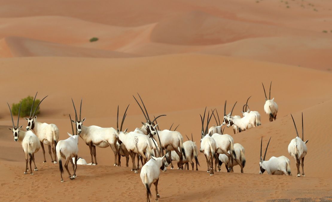 Arabian Oryx at a sanctuary in Umm al-Zamool, United Arab Emirates.