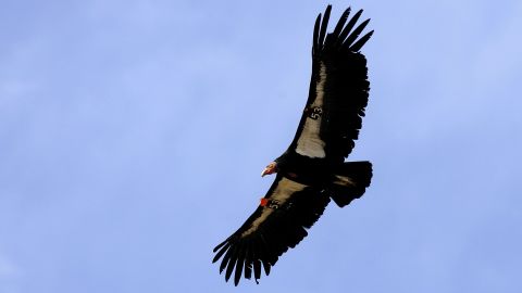 A California condor in Marble Gorge, east of Grand Canyon National Park, March 2007.