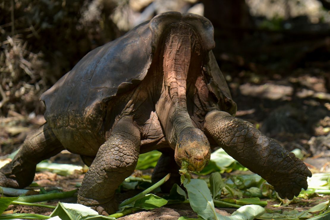 Galapagos giant tortoise Diego at a breeding center on Santa Cruz Island,  2016. 