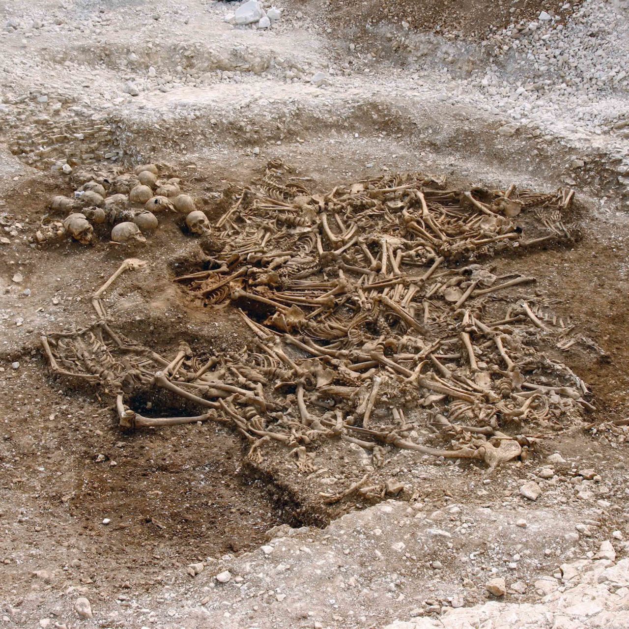 <strong>Viking diversity: </strong>A mass grave of around 50 headless Vikings from a site in Dorset, UK. Some of these remains were used as part of a massive DNA analysis of over 400 Viking skeletons. The study found that the Vikings were surprisingly genetically diverse. 
