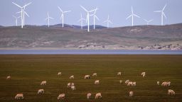 CANBERRA, AUSTRALIA - SEPTEMBER 1: Sheep graze in front of wind turbines on Lake George on September 1, 2020 on the outskirts of Canberra, Australia.  (Photo by David Gray/Getty Images)