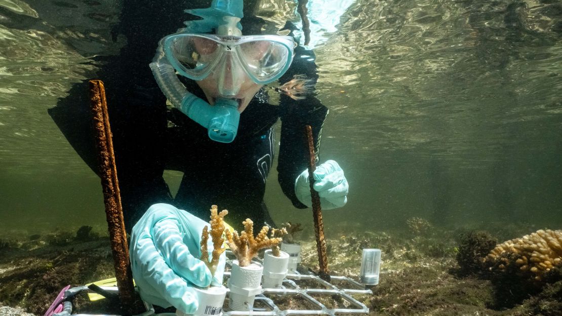 Marine biologist Emma Camp studying mangrove coral on Australia's Great Barrier Reef.