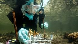 Marine biologist Emma Camp studying mangrove coral on Australia's Great Barrier Reef.