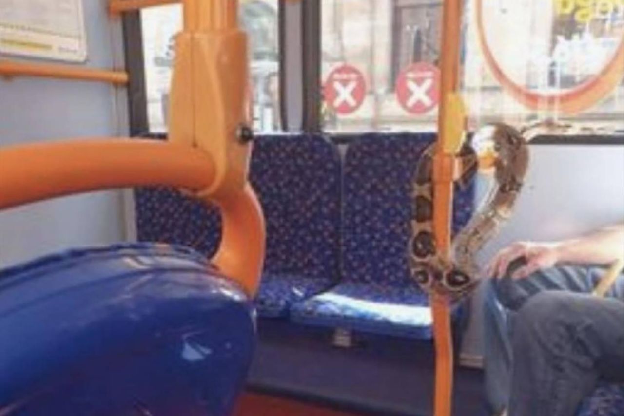 The snake was also seen slithering on the handrail of the bus.